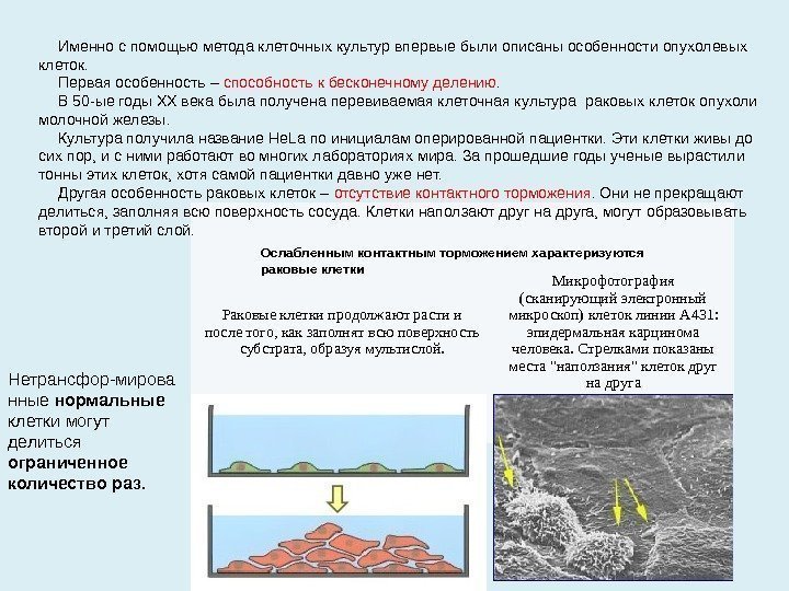 Раковые клетки продолжают расти и после того, как заполнят всю поверхность субстрата, образуя мультислой.