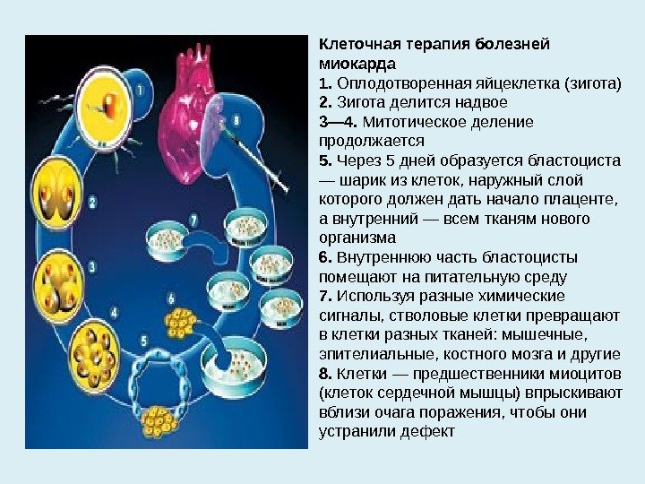 Клеточная терапия болезней миокарда 1.  Оплодотворенная яйцеклетка (зигота) 2.  Зигота делится надвое