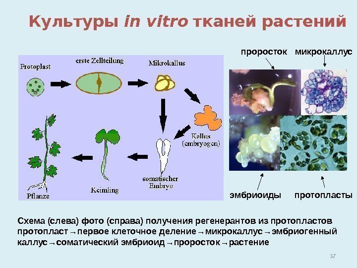 37 Культуры in vitro  тканей растений Схема (слева) фото (справа) получения регенерантов из