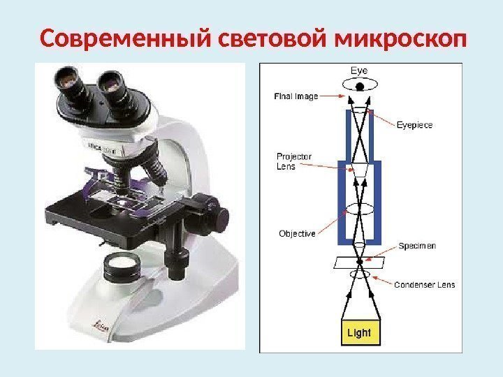 Современный световой микроскоп 