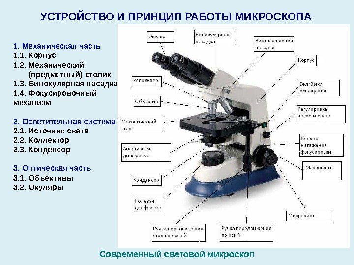 УСТРОЙСТВО И ПРИНЦИП РАБОТЫ МИКРОСКОПА  Современный световой микроскоп 1. Механическая часть 1. 1.