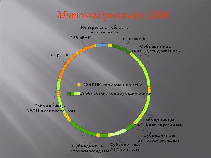 Митохондриальная  ДНК 