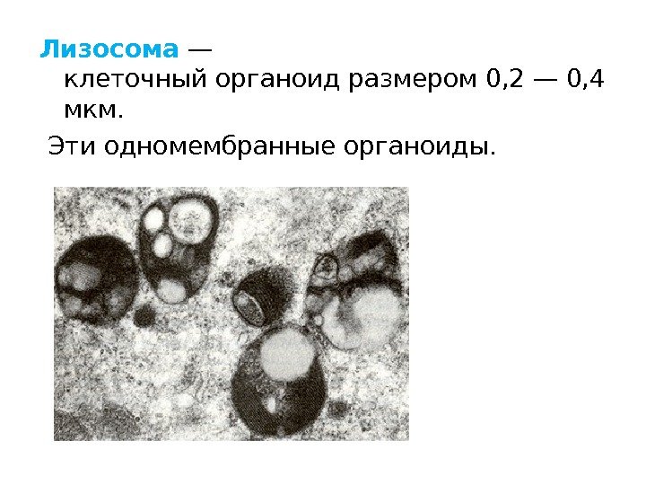 Лизосома — клеточныйорганоидразмером 0, 2— 0, 4 мкм.  Эти одномембранные органоиды.  