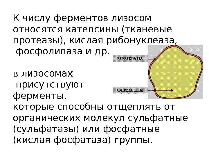 К числу ферментов лизосом относятсякатепсины(тканевые протеазы), кислая рибонуклеаза,  фосфолипазаи др.  в лизосомах