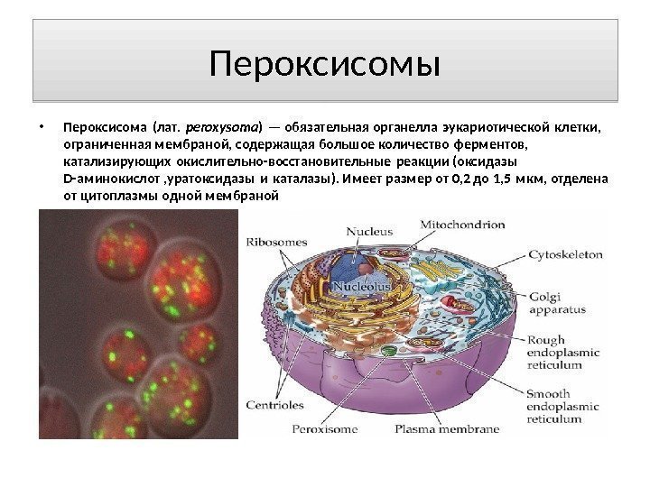 Пероксисомы • Пероксисома (лат.  peroxysoma ) — обязательная органелла эукариотической клетки, ограниченная мембраной,