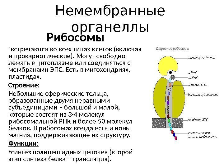 Немембранные органеллы Рибосомы - встречаются во всех типах клеток (включая и прокариотические). Могут свободно