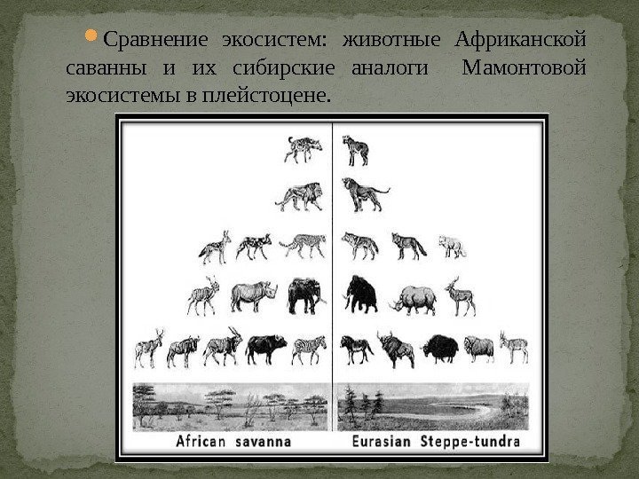  Сравнение экосистем:  животные Африканской саванны и их сибирские аналоги  Мамонтовой экосистемы