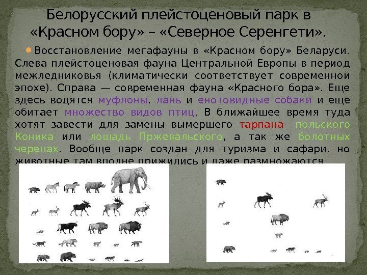 Белорусский плейстоценовый парк в  «Красном бору» – «Северное Серенгети» .  Восстановление мегафауны