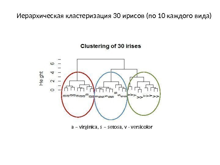 Иерархическая кластеризация 30 ирисов (по 10 каждого вида) a – virginica, s – setosa,
