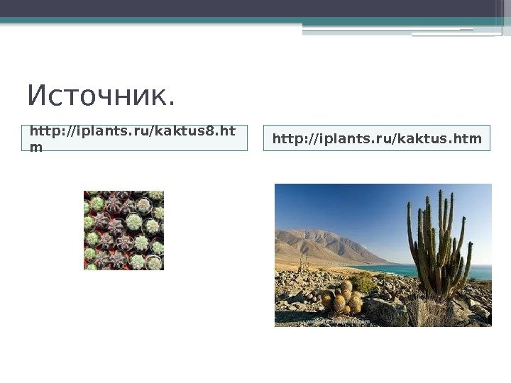 Источник.  http: //iplants. ru/kaktus 8. ht m http: //iplants. ru/kaktus. htm  