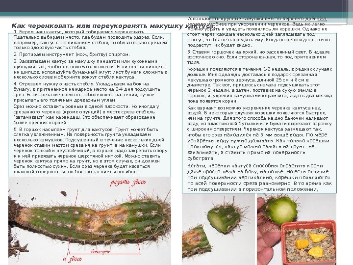 Как черенковать или переукоренять макушку кактуса. 1. Берем наш кактус, который собираемся черенковать. 