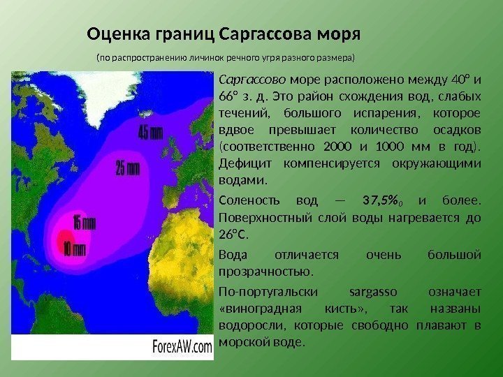 Оценка границ Саргассова моря  (по распространению личинок речного угря разного размера) Саргассово море