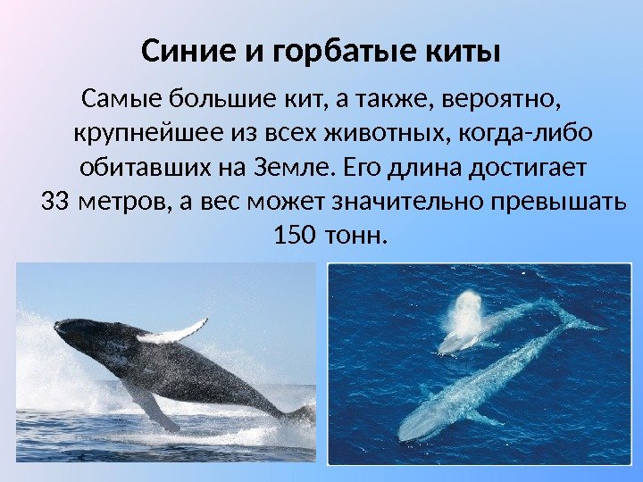 Синие и горбатые киты Самые большие кит, а также, вероятно,  крупнейшее из всех
