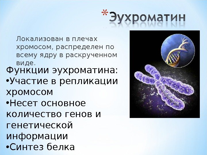 Локализован в плечах хромосом, распределен по всему ядру в раскрученном виде. Функции эухроматина: 