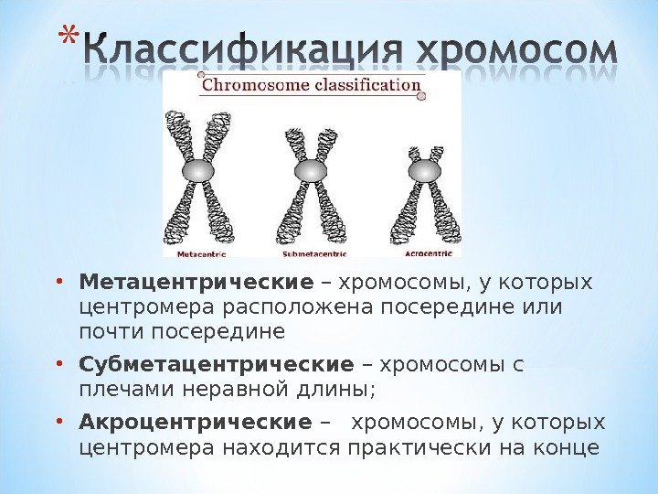  Метацентрические – хромосомы, у которых центромера расположена посередине или почти посередине Субметацентрические –