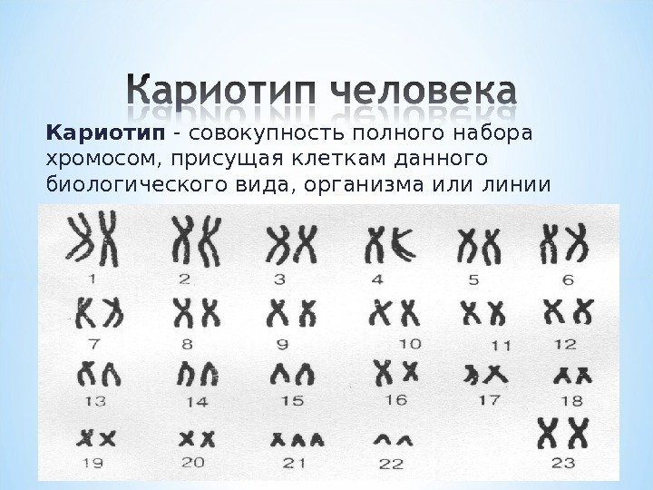 Кариотип - совокупность полного набора хромосом, присущая клеткам данного биологического вида, организма или линии