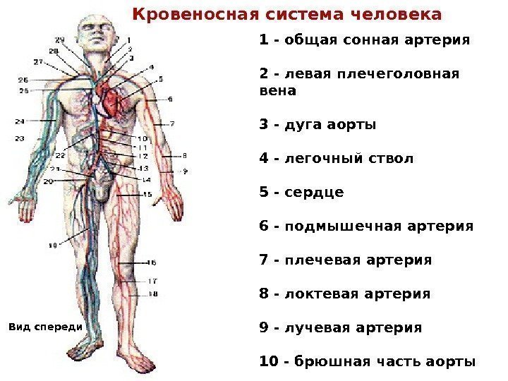  Кровеносная система человека Вид спереди 1 - общая сонная артерия 2 - левая