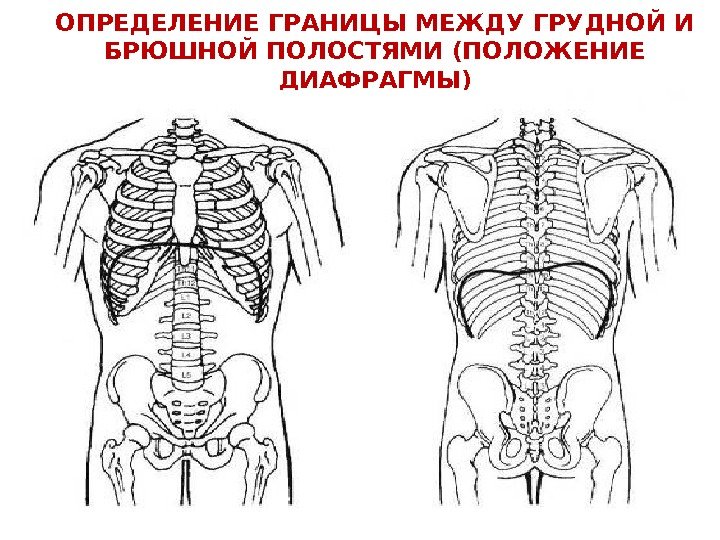 ОПРЕДЕЛЕНИЕ ГРАНИЦЫ МЕЖДУ ГРУДНОЙ И БРЮШНОЙ ПОЛОСТЯМИ (ПОЛОЖЕНИЕ ДИАФРАГМЫ) 