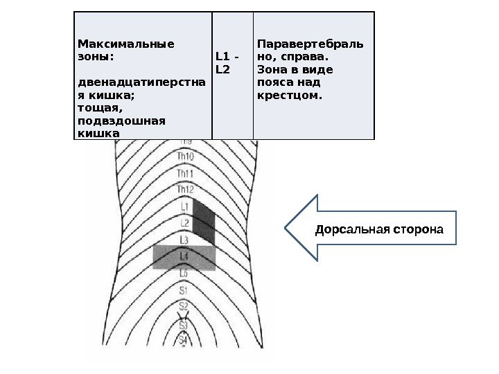 Максимальные зоны: двенадцатиперстна я кишка; тощая,  подвздошная кишка L 1 - L 2