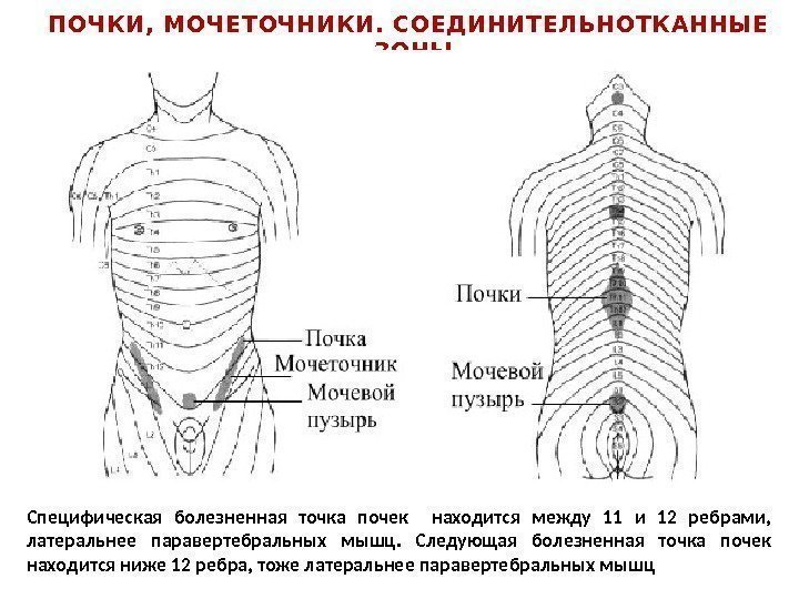 ПОЧКИ,  МОЧЕ Т ОЧНИКИ.  СОЕ Д ИНИТЕ ЛЬНОТ КАННЫЕ ЗОНЫ Специфическая болезненная