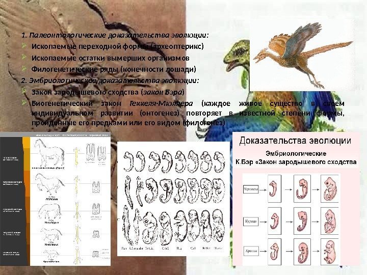 1. Палеонтологические доказательства эволюции:  Ископаемые переходной формы (археоптерикс)  Ископаемые остатки вымерших организмов