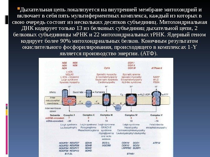  Дыхательная цепь локализуется на внутренней мембране митохондрий и включает в себя пять мультиферментных