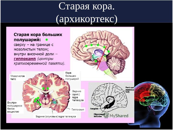 Старая кора. (архикортекс) 