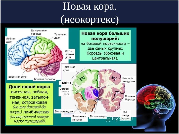 Новая кора. (неокортекс) 