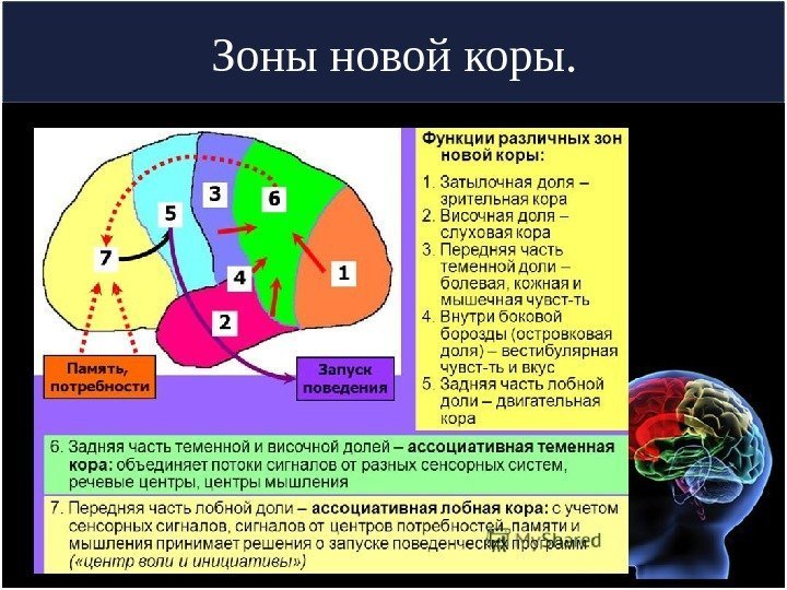 Зоны новой коры. 