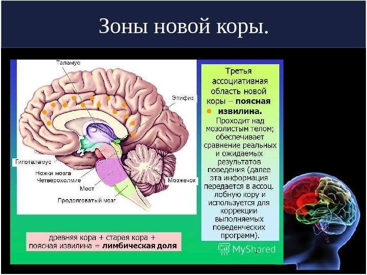 Зоны новой коры. 