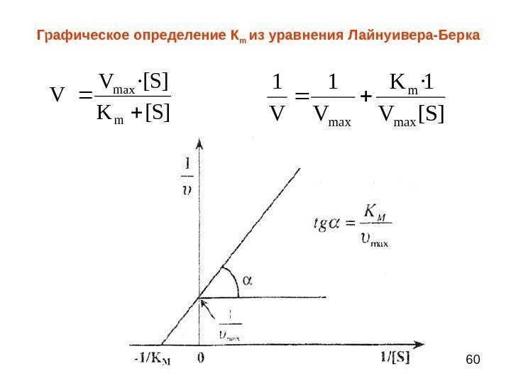 60 Графическое определение К m  из уравнения  Лайнуивера-Берка][ 1· 11 maxmax. SV
