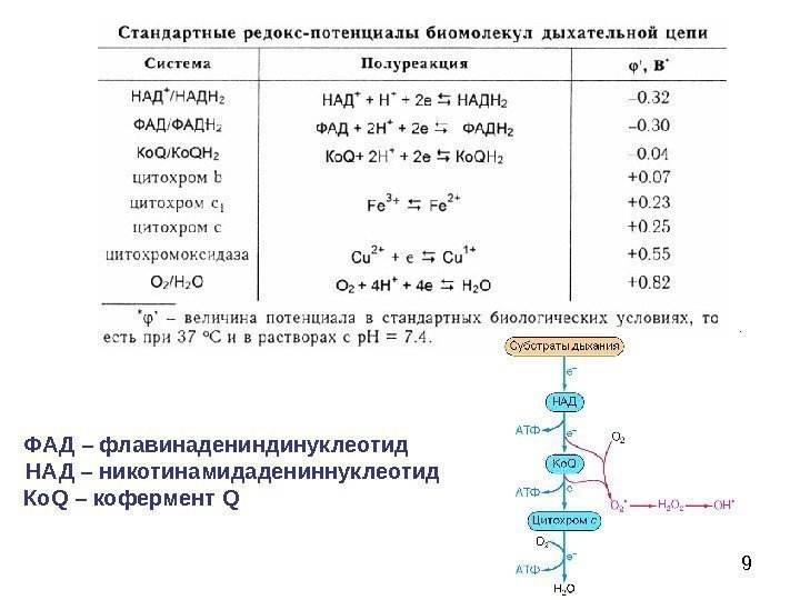 79 ФАД – флавинадениндинуклеотид НАД – никотинамидадениннуклеотид Ко Q – кофермент Q 