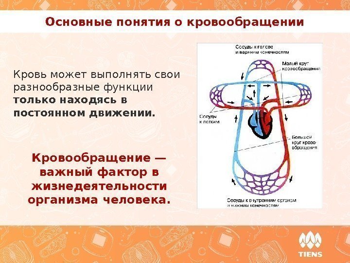 Кровь может выполнять свои разнообразные функции только находясь в постоянном движении. Основные понятия о