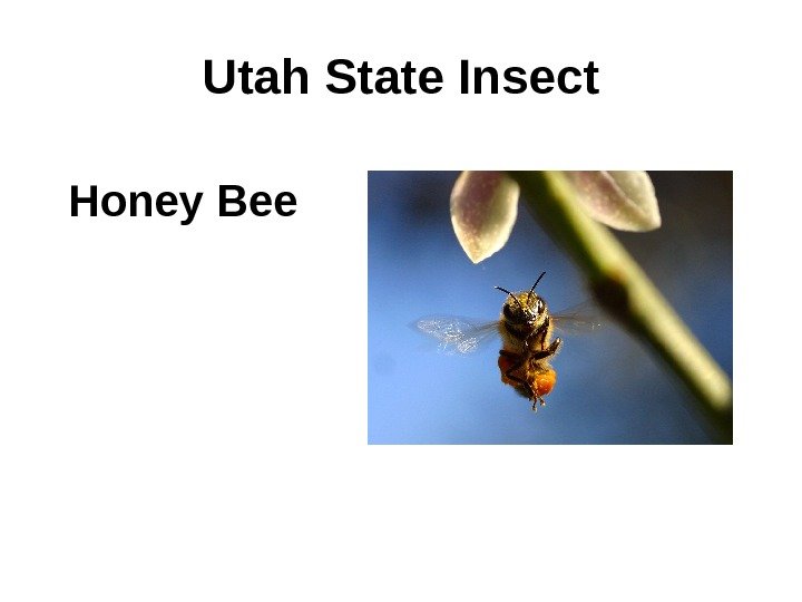 Utah State Insect Honey Bee 