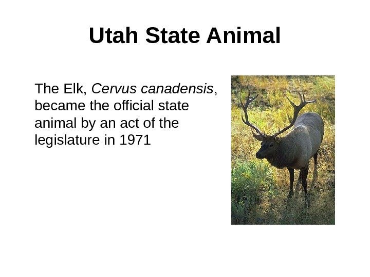 Utah State Animal The Elk,  Cervus canadensis ,  became the official state