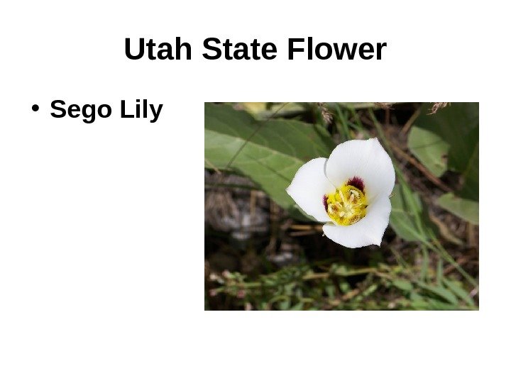 Utah State Flower • Sego Lily 
