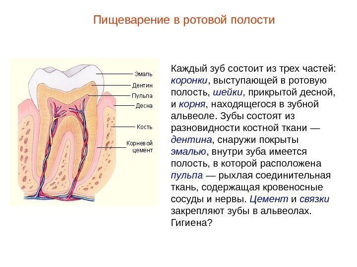Каждый зуб состоит из трех частей:  коронки , выступающей в ротовую полость, 
