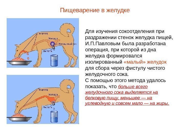 Для изучения сокоотделения при раздражении стенок желудка пищей,  И. П. Павловым была разработана
