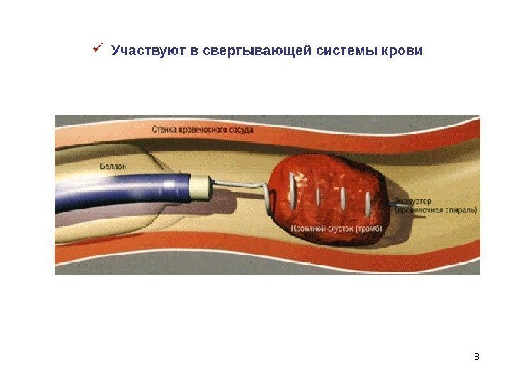 8 Участвуют в свертывающей системы крови 