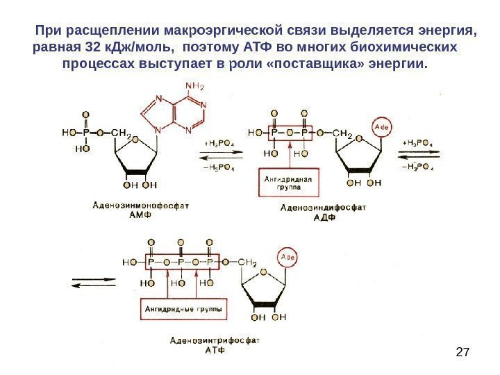  27 При расщеплении макроэргической связи выделяется энергия,  равная 32 к. Дж/моль, 