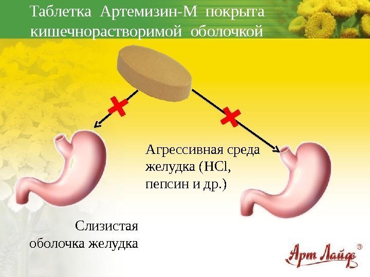 Таблетка Артемизин-М покрыта кишечнорастворимой оболочкой Слизистая оболочка желудка Агрессивная среда желудка (HCl,  пепсин