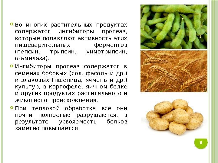  Во многих растительных продуктах содержатся ингибиторы протеаз,  которые подавляют активность этих пищеварительных