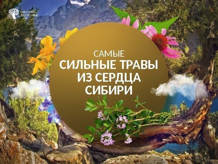 САМЫЕ СИЛЬНЫЕ ТРАВЫ ИЗ СЕРДЦА СИБИРИ 