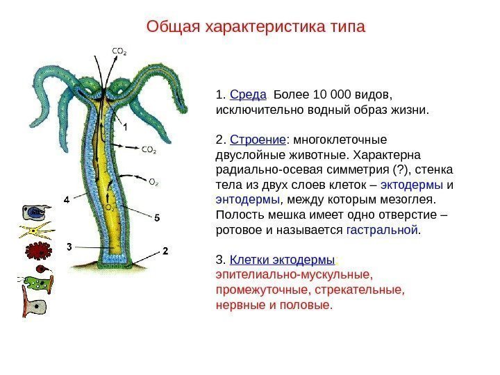 Общая характеристика типа 1.  Среда.  Более 10 000 видов,  исключительно водный