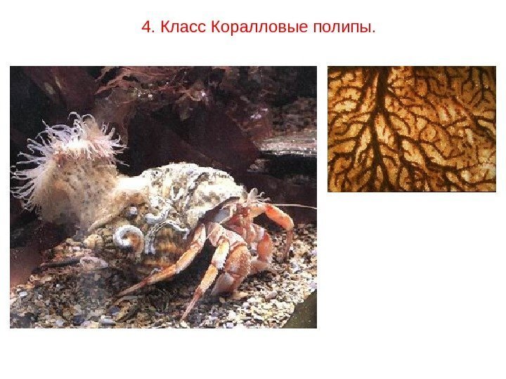 4. Класс Коралловые полипы. 