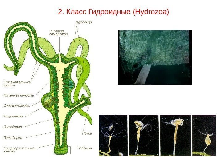 2. Класс Гидроидные ( Hydrozoa) 