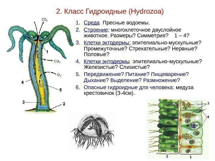 1. Среда.  Пресные водоемы. 2. Строение : многоклеточное двуслойное животное. Размеры? Симметрия? 1