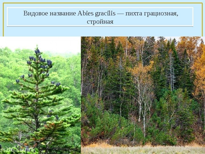  Видовое название Abies gracilis — пихта грациозная,  стройная 09 10 14 