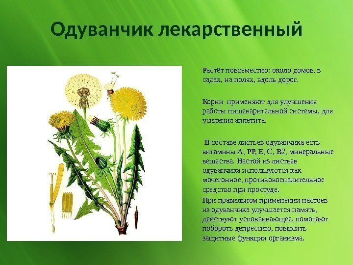 Одуванчик лекарственный Растёт повсеместно: около домов, в садах, на полях, вдоль дорог. Корни применяют