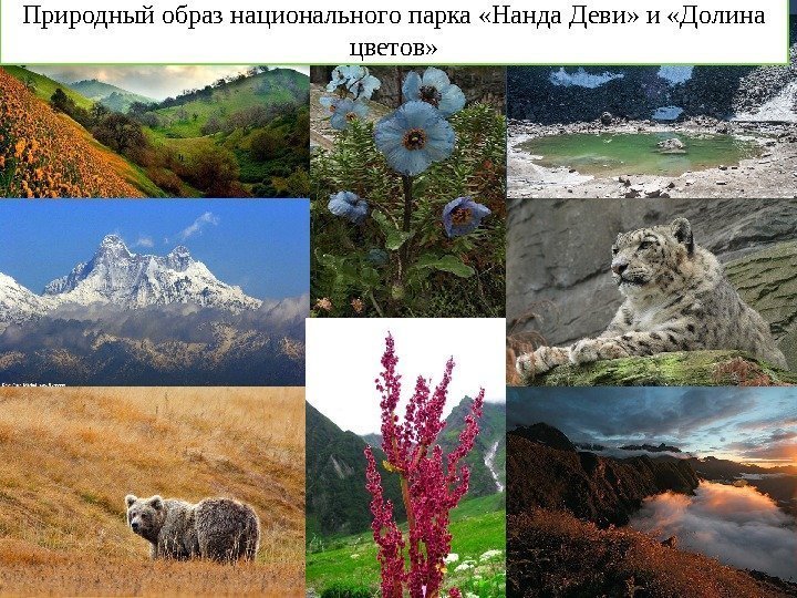 Природный образ национального парка «Нанда Деви» и «Долина цветов»  